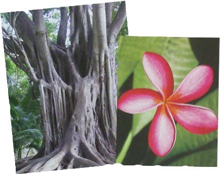 Plants Of Guam (435x344), Png Download