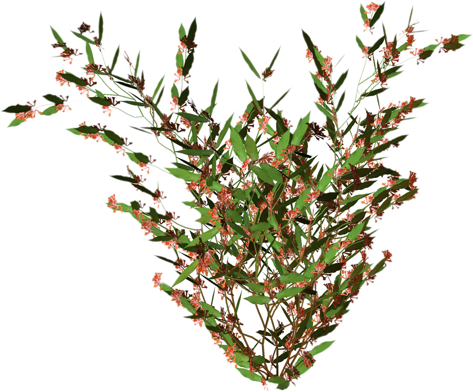 Free High Resolution Graphics And Clip Art 33wcoc Clipart - Rotala 'green' (1600x1326), Png Download