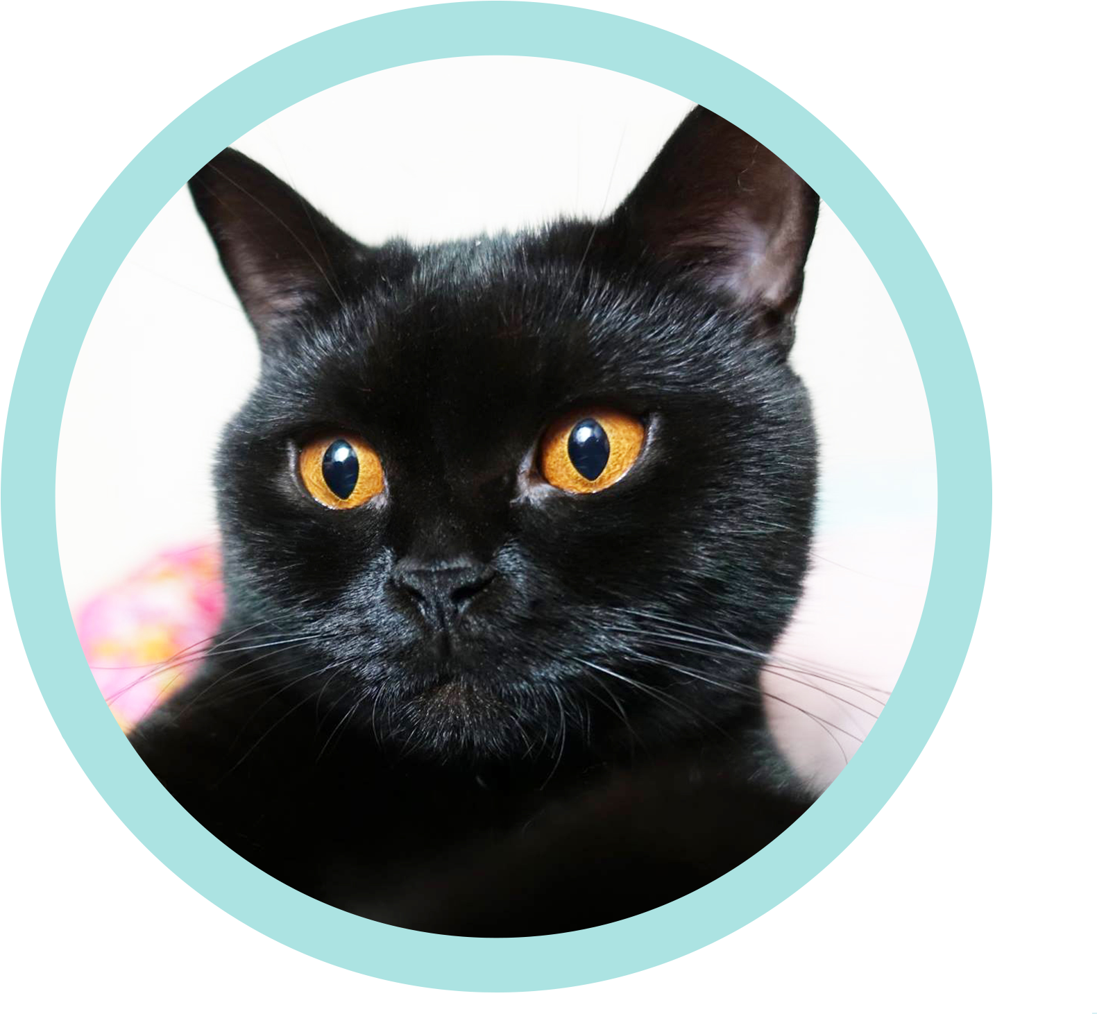 The Site For Cool Cats - Black Cat (2251x1500), Png Download