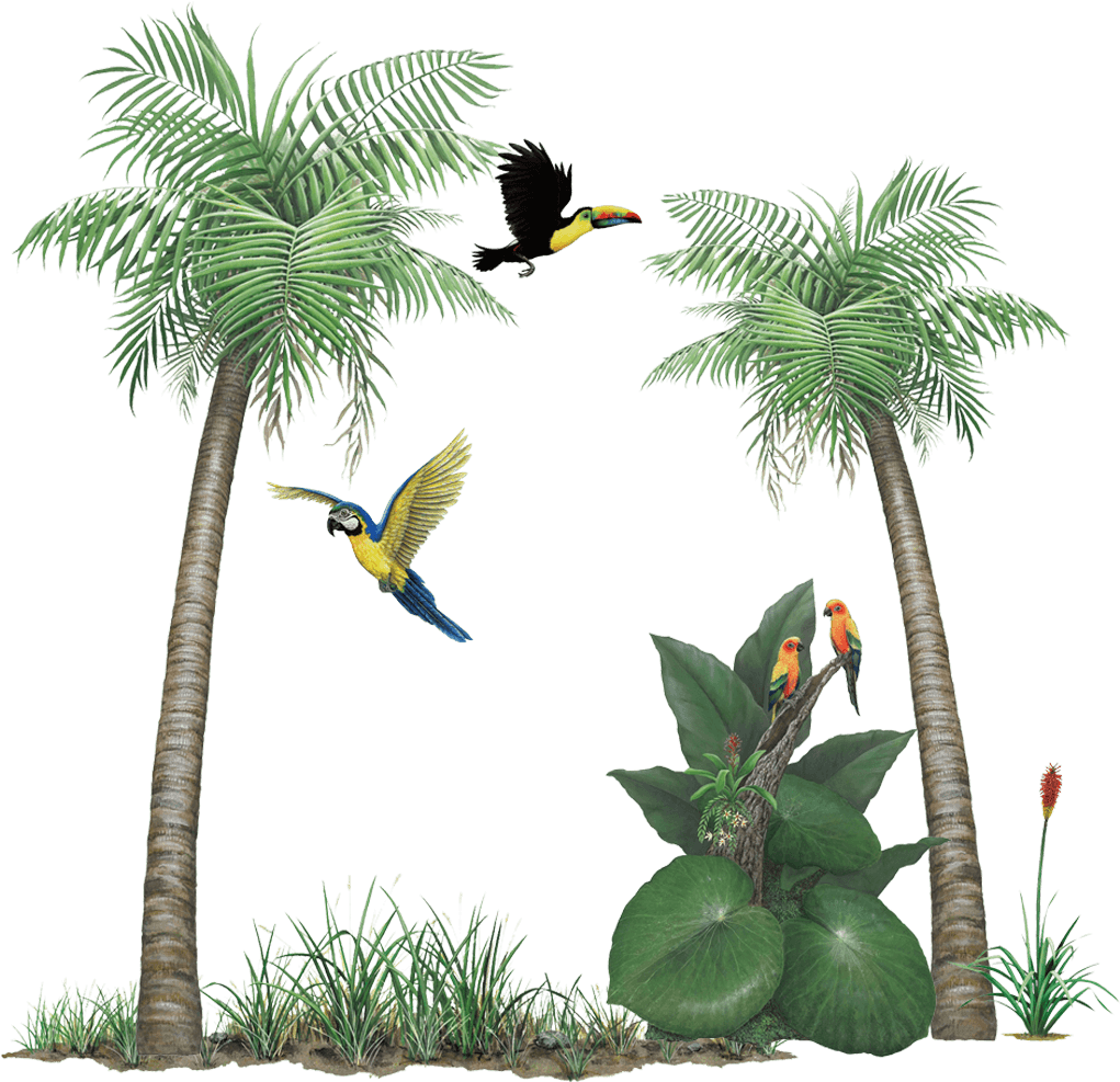 Tropical Rainforest Collection Wall Decals Stickers - Walls Of The Wild Palm Tree Peel (1024x1024), Png Download