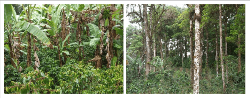 Different Shading Systems In Coffee Farms - Plantation (850x334), Png Download