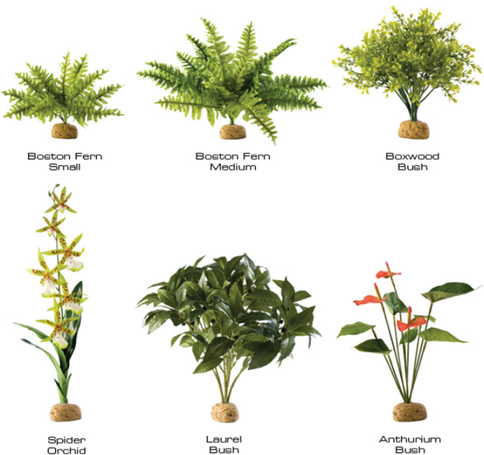 Rainforests Are Often Called The World's Pharmacy, - Exo Terra Boston Fern (980x922), Png Download