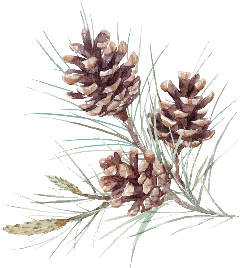 Hand Painted Realistic Full Pine Nut Png Transparent - Fir (1024x963), Png Download