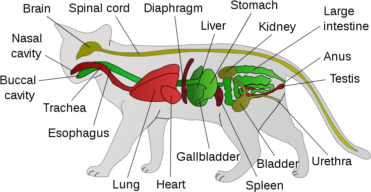 775px Scheme Cat Anatomy En - Anatomy Of A Cat (775x400), Png Download