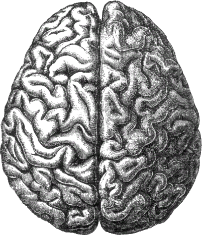 Human Brain - Increase Your Mental Efficiency (402x466), Png Download