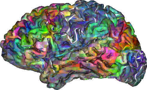 Brain Dictionary Fmri (491x302), Png Download