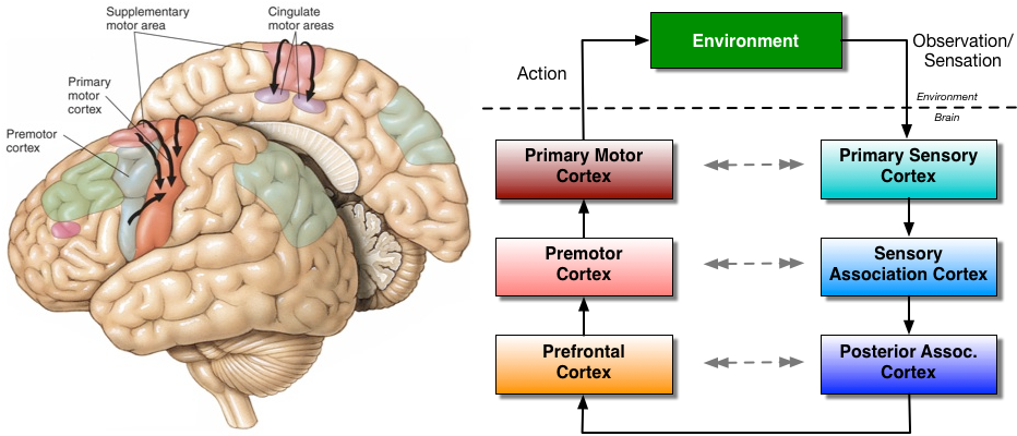 Motor Brain Areas - Primary And Secondary Motor Areas (938x400), Png Download