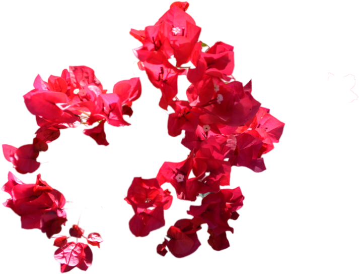 Red Flowers Png Photo - Bougainvillea (1024x678), Png Download