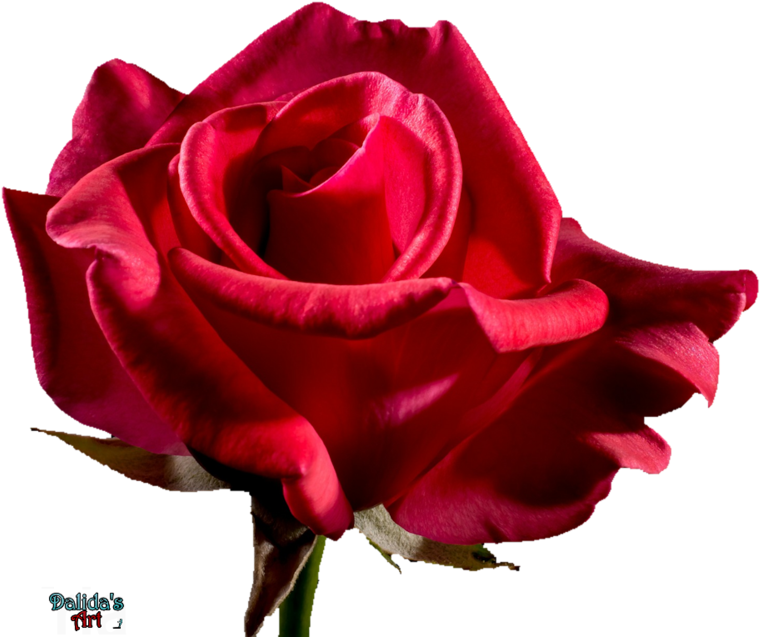 Red Rose Flower Free Png Transparent Images Free - Flower Rose Bloom (800x667), Png Download