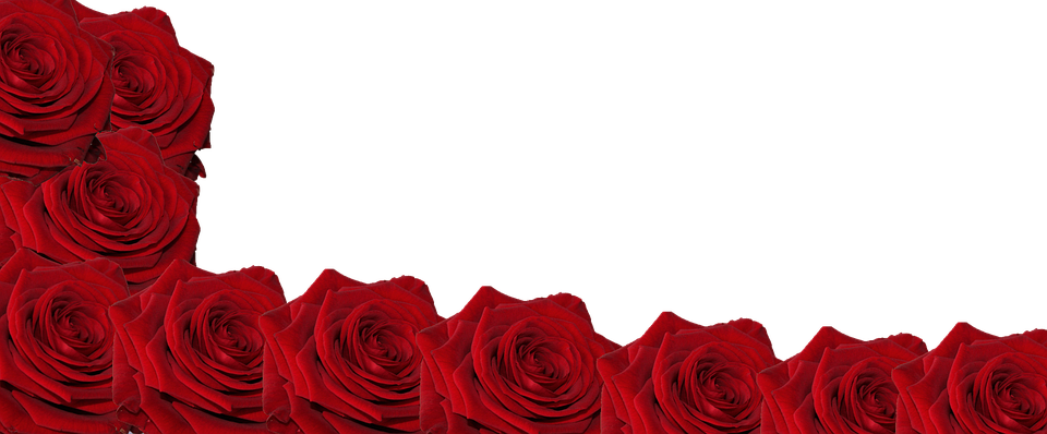 Flower, Rose, Head, Red, Bloom, Blossom, Botanical - Flower (960x398), Png Download