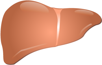 201405 Liver - Liver Png (400x400), Png Download