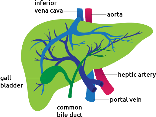 Detail Of The Liver - Liver (612x444), Png Download