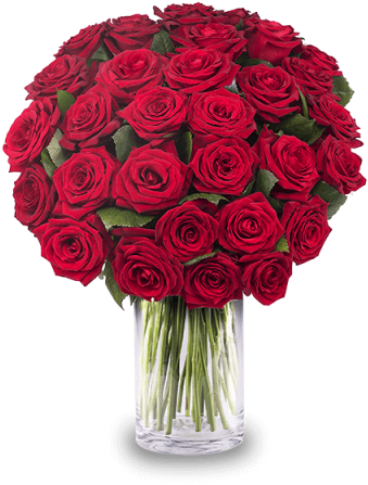 Drunk In Love - 30 Rosen (480x480), Png Download