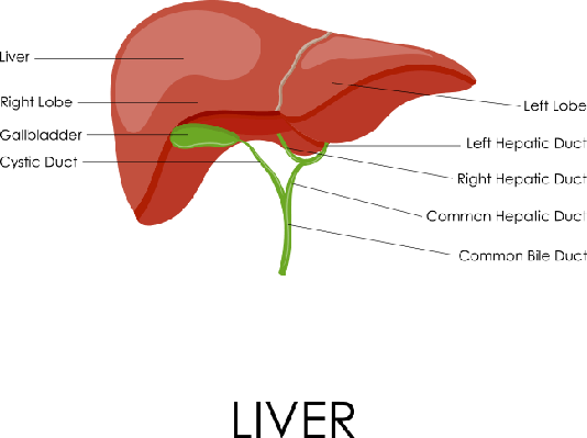 Liver Diagram Digestive System (534x399), Png Download