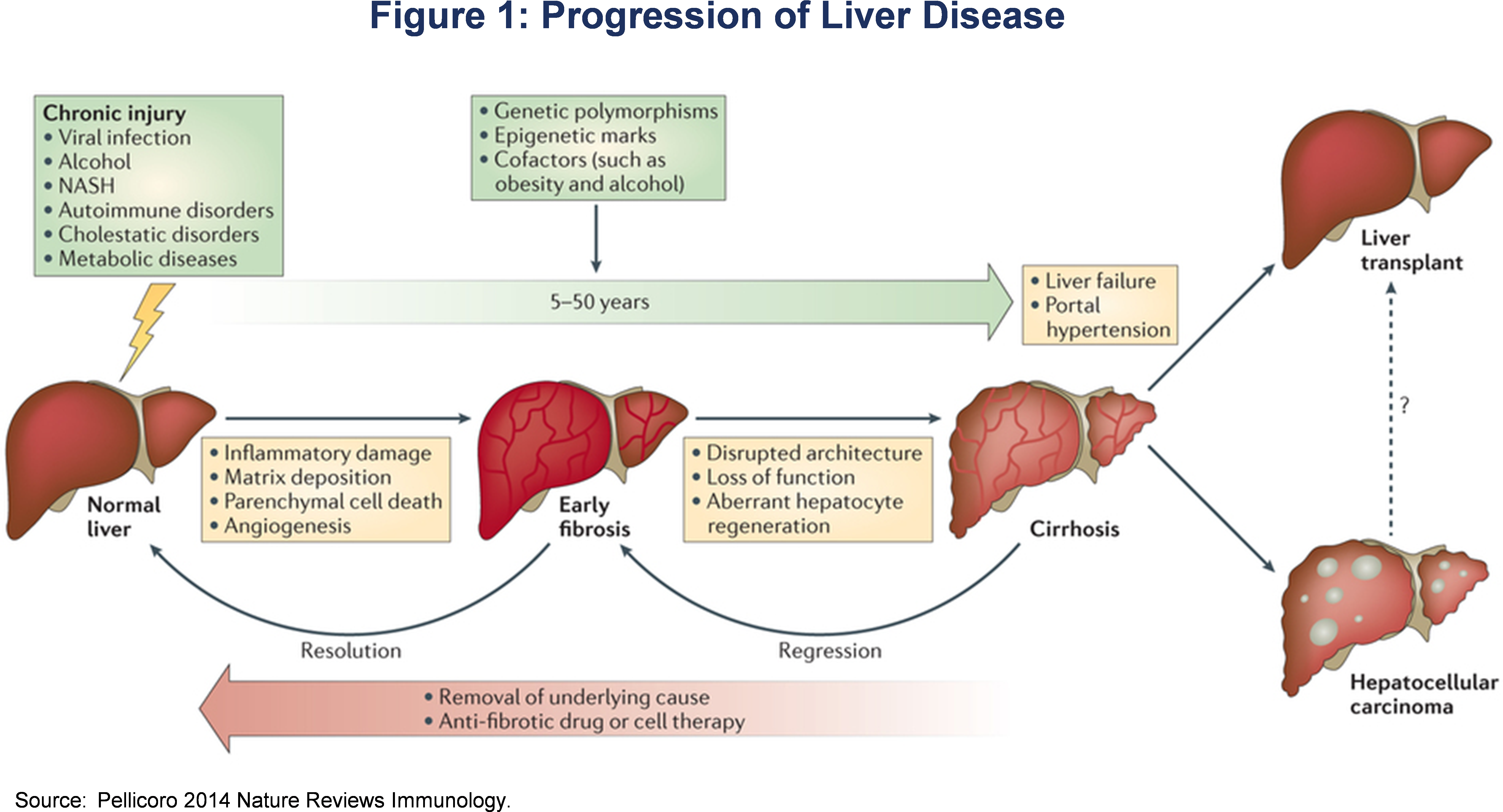 A Number Of Companies Are Currently Developing Treatments - Liver Fibrosis Cirrhosis (5930x3328), Png Download