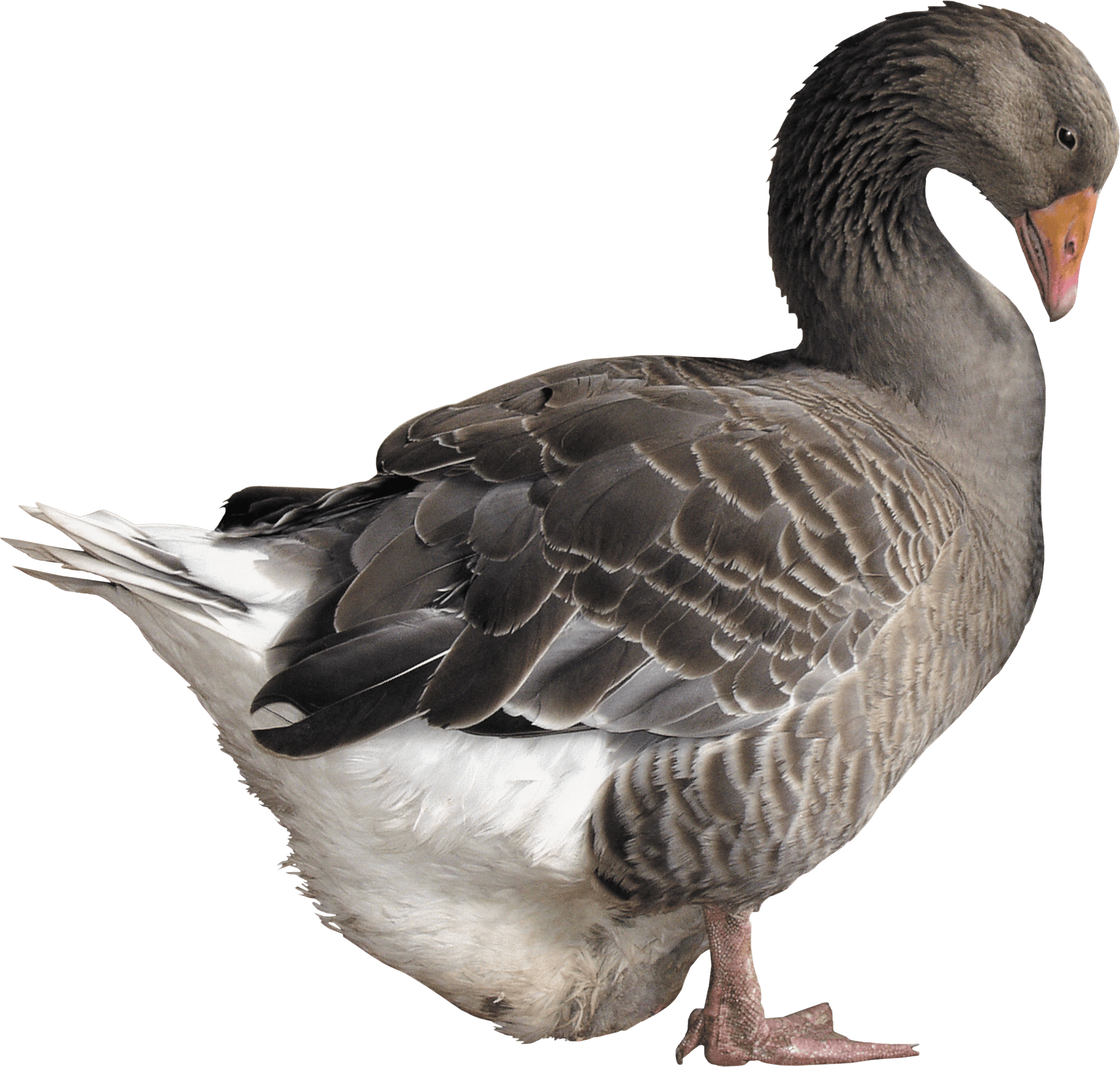 Goose Png (2408x2293), Png Download