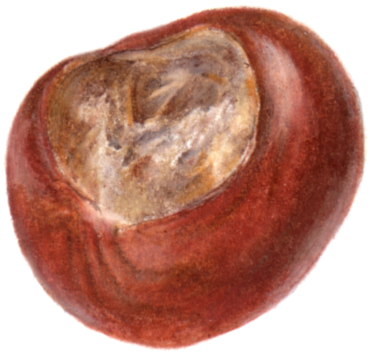 Sunday, 6 October - Conkers (863x863), Png Download