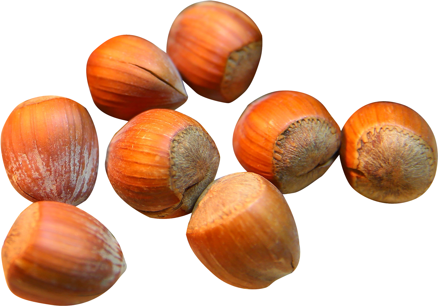 Hazelnut Png (1639x1156), Png Download