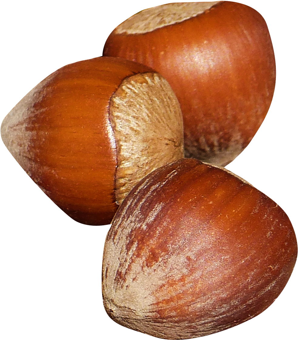 Hazelnut Png (1147x1239), Png Download