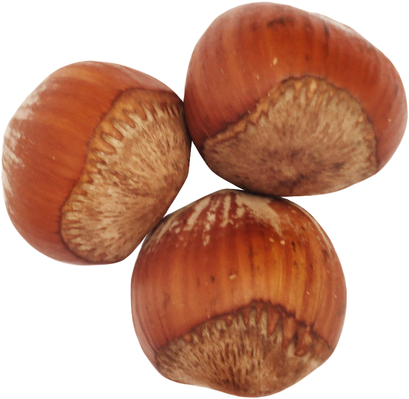 Nut Clipart Hazelnut - Hazelnut Png (850x824), Png Download