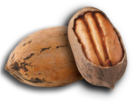Sun City Nut Company - Pecan Nut Png (524x393), Png Download
