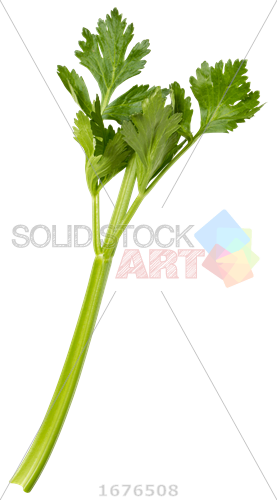 Celery Stalk Transparent Background (277x500), Png Download