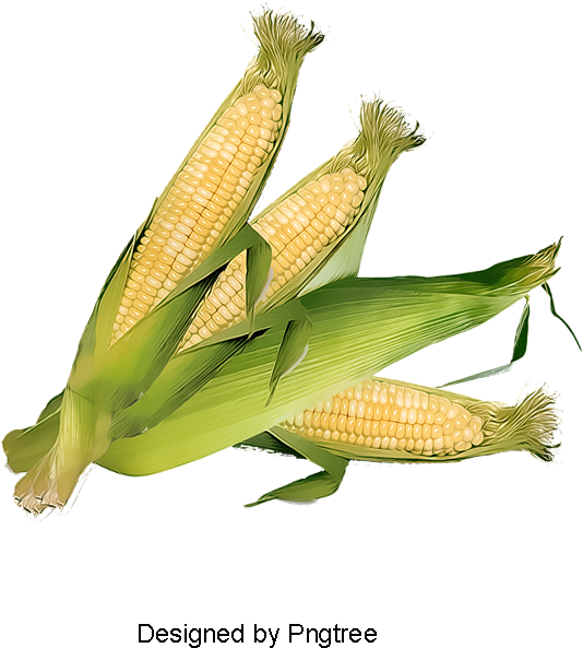 Corn, Corn Clipart, Wong, Yun Png And Psd - Maize (800x800), Png Download