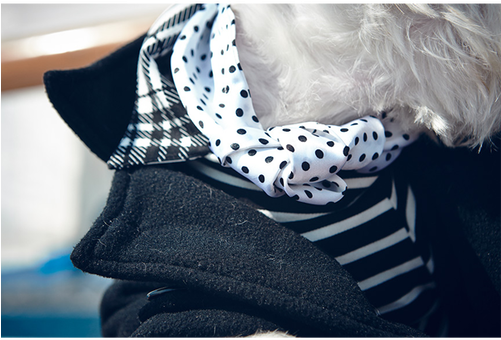 Tie On Ascot - Polka Dot (500x500), Png Download