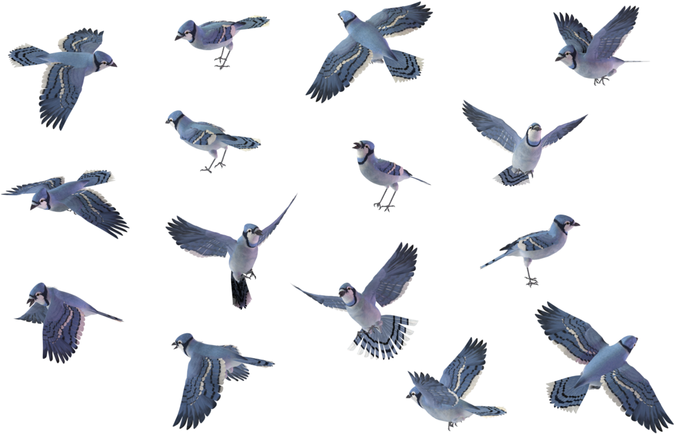 Blue Jay 01 By Wolverine041269 - Bird Set Blue Jay (1024x639), Png Download