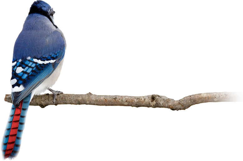Generate Ideas - Red Blue Jay (780x519), Png Download