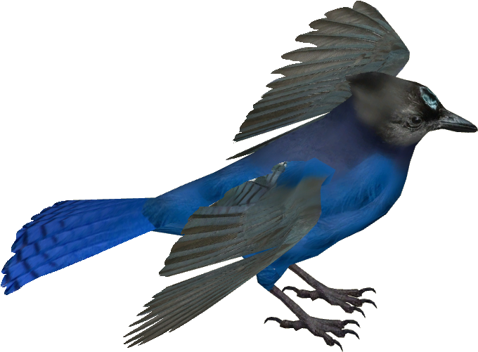 Steller's Jay - Steller's Jay Transparent Background (679x679), Png Download