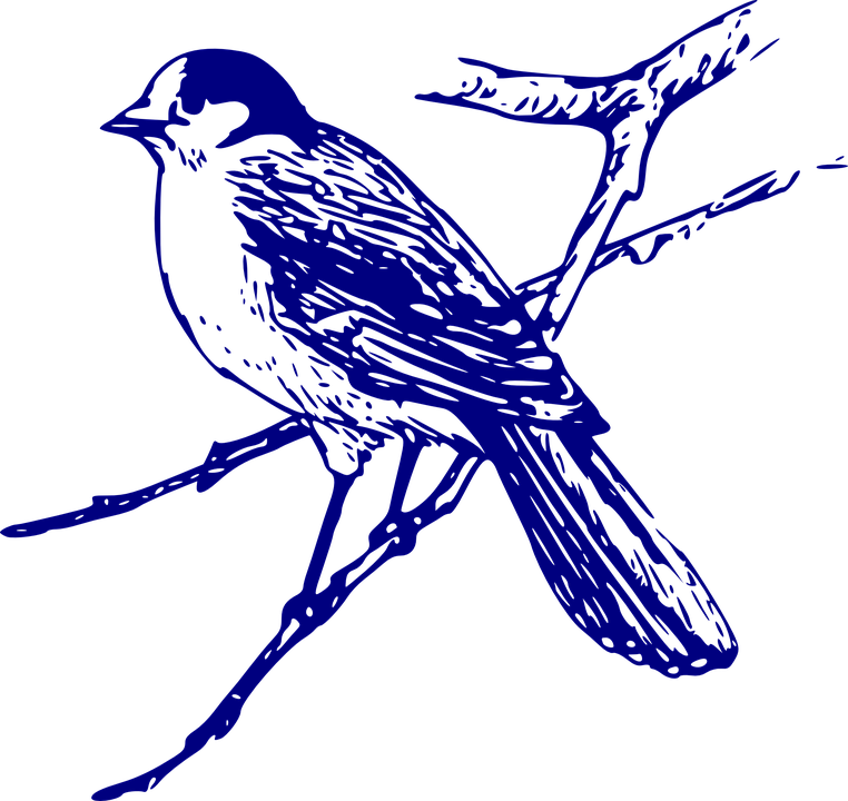 Blue Jay Clipart Vector - Blue Bird Images Free (762x720), Png Download