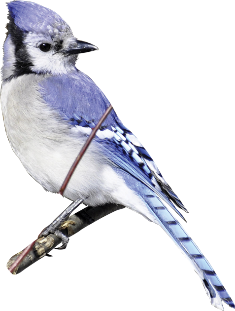 Sah Nie Einen Schöneren Vogel... Postkarte (477x630), Png Download