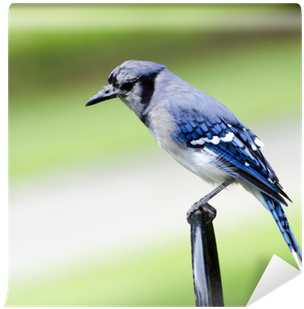 Photograph (400x400), Png Download