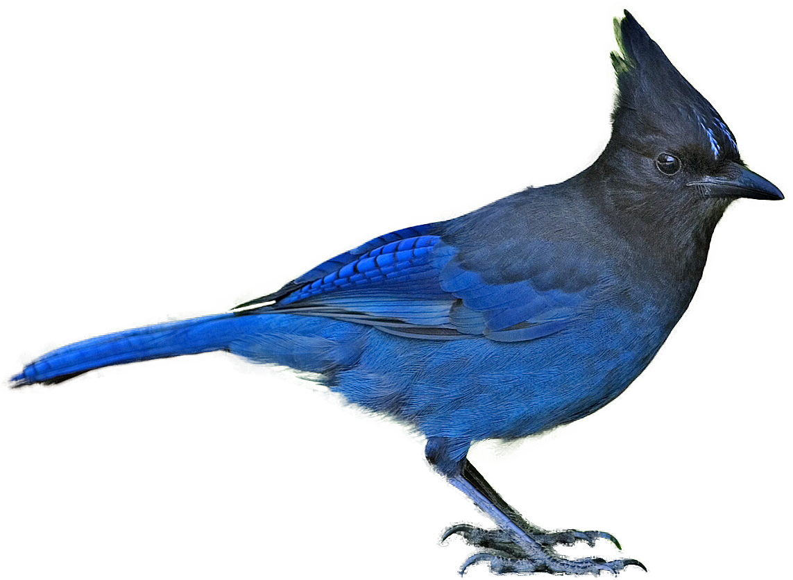 Free Download Stellar Jay Clipart Steller's Jay Blue - British Columbia Provincial Bird (1143x836), Png Download