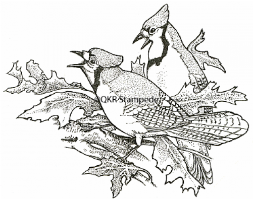 Piciformes (500x500), Png Download