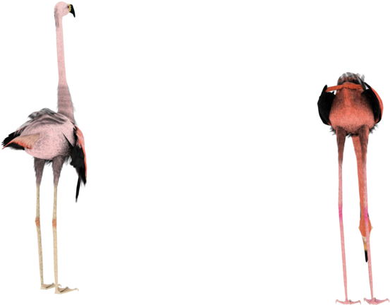 D Stock Png By Madetobeunique On Deviantart - Flamingo Stockl (600x480), Png Download