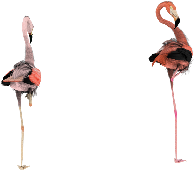 More Like Flying That Way Pink Flamingos By Madetobeunique - Flamingo Render Transparent Background (900x720), Png Download