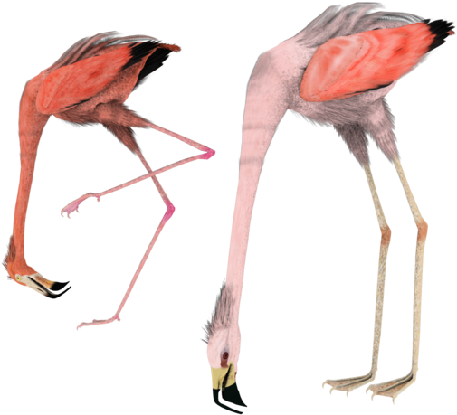 Eating Birds By Madetobeunique On Deviantart - Flamingo (600x480), Png Download