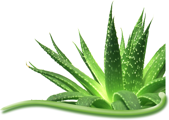 Lupus Is A Chronic Inflammation Of The Connective Tissue - Indus Valley Bio Organic 100% Pure Aloe Vera Gel (538x384), Png Download
