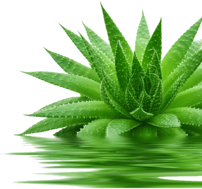 966155 Aloe Vera 1 E1470825572419 - Dxn Aloe V Cleansing Gel (678x670), Png Download