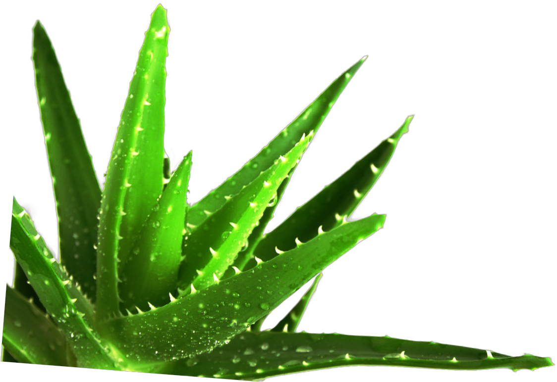 Aloe Vera To The Rescue - Aloe Vera Gel For Wound Healing (1191x886), Png Download