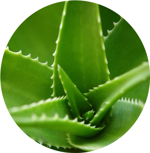 We'd Love To Hear All About Your Nobe Aloe Vera Experience - Mill Creek Aloe Vera Shampoo - 16 Fl Oz (500x500), Png Download