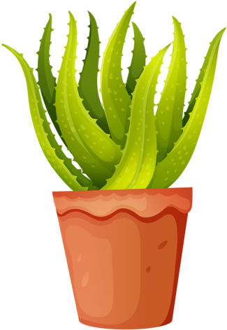 Aloe Vera Plant - Aloe Vera Plant Clipart (346x500), Png Download