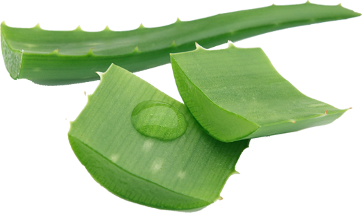 Aloe Vera Plan - Remove Stretch Marks Tips (526x309), Png Download