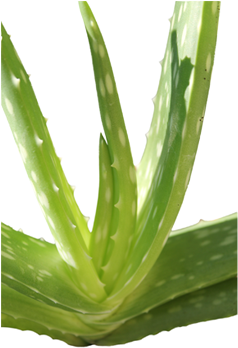 Aloe Vera (476x476), Png Download