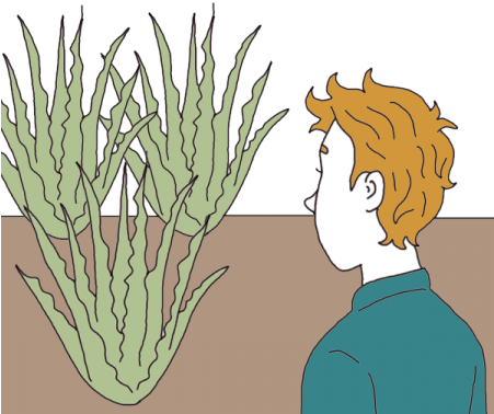 Aloe Vera (450x450), Png Download