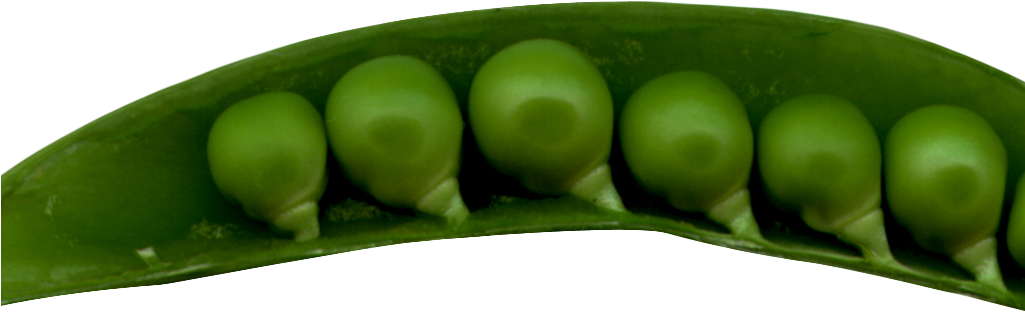 Peas In A Pod Png Image - Green Pea (1024x473), Png Download