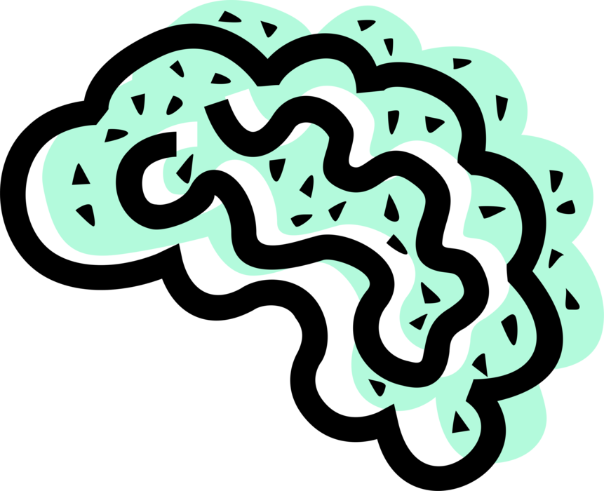 Vector Illustration Of Human Brain Organ Serves As - Illustration (861x700), Png Download