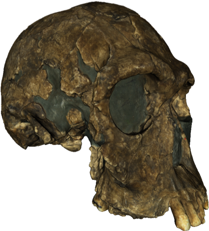 A 3d Textured Model Of The 1813 Er Skull - Turkana People (896x489), Png Download